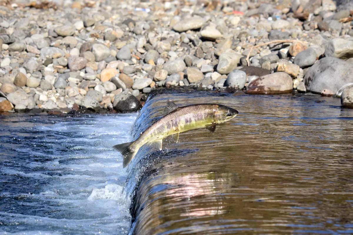 Wildlachs beim Aufstieg