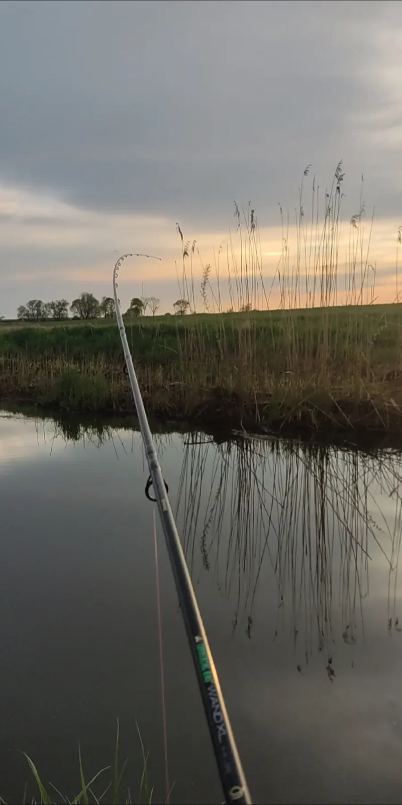 Winkelpicker drillt kleinen Fisch am kleinen Fluss im April aus