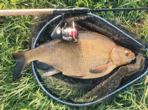 Winkelpickern im April