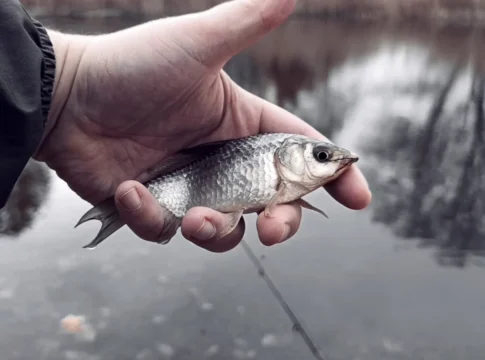 Winkelpickern am Deichteich