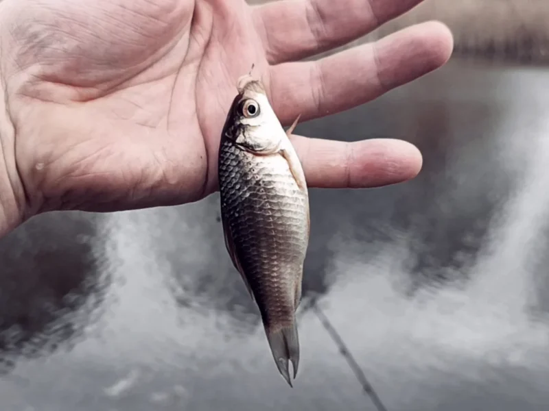 kleiner verrbutteter Giebel vom Deichteich