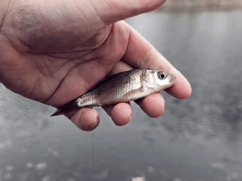 verbutteter Giebel vom Deichteich