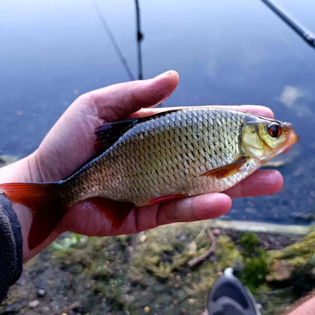 Rotfeder gefangen beim Winkelpickern am Teich