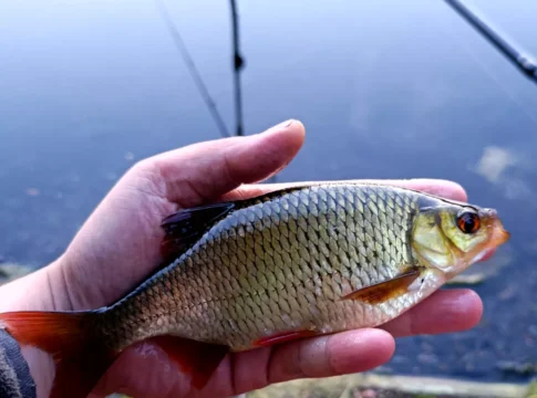 Rotfeder gefangen beim Winkelpickern am Teich
