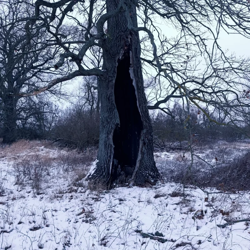 vom Blitz getroffener Baum an den Elbauen