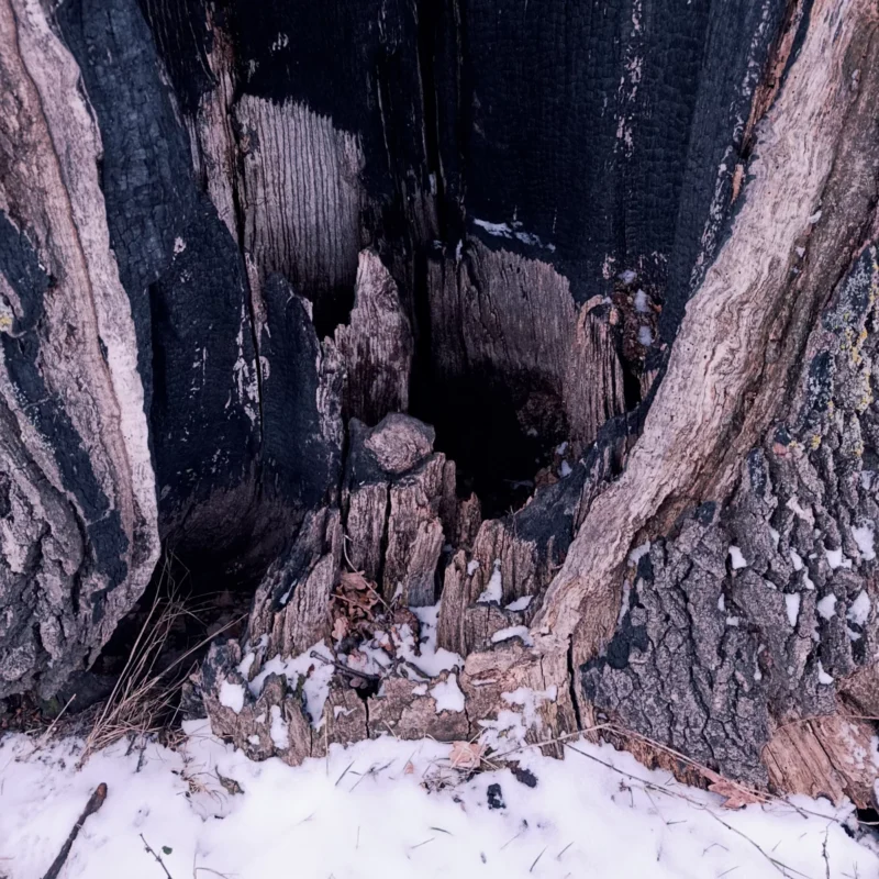 hohler Baumstamm mit Brandspuren