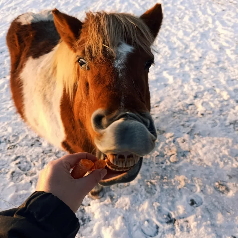 Pony wird mit einer Babymöhre gefüttert