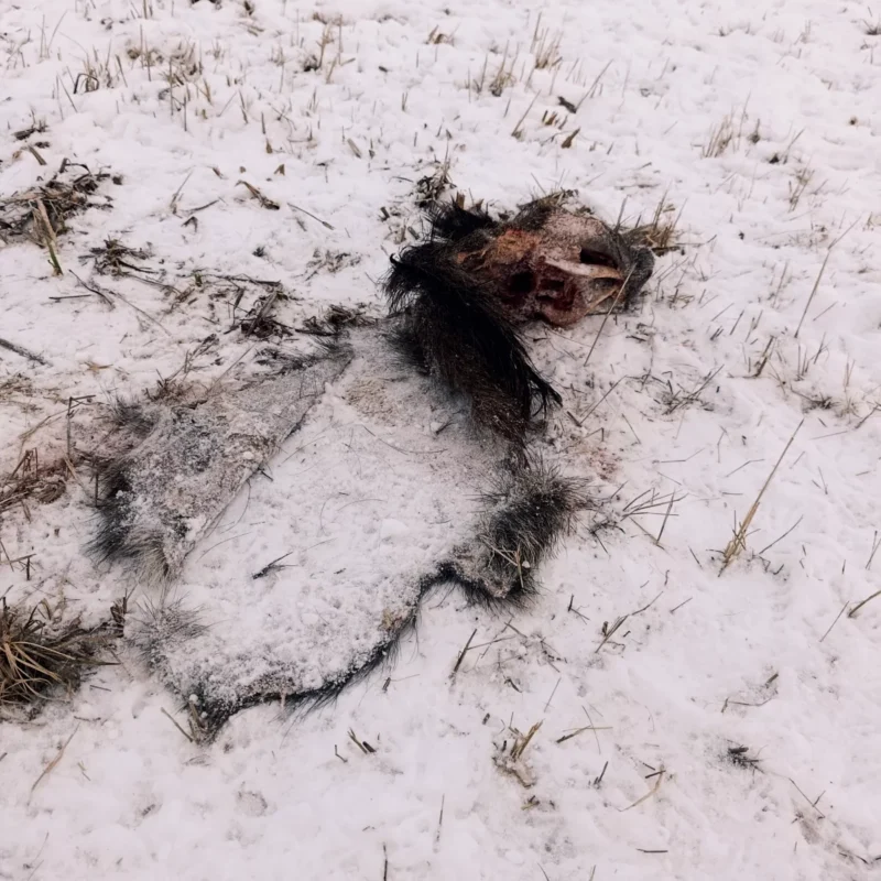 totes Wildschwein gefunden bei der Winterwanderung