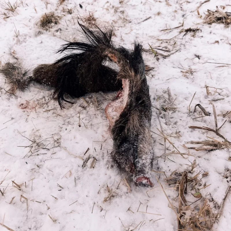 Wildschweinkopf im Schnee