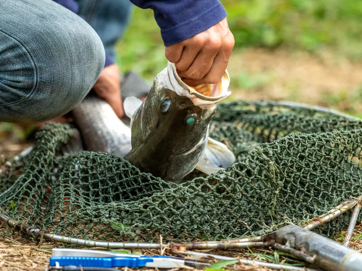 Angler mit Wolfsbarsch und Kescher