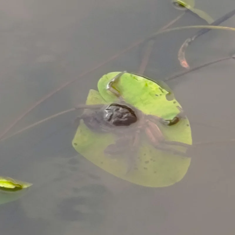 Wollhandkrabbe sitzt auf einer Seerose