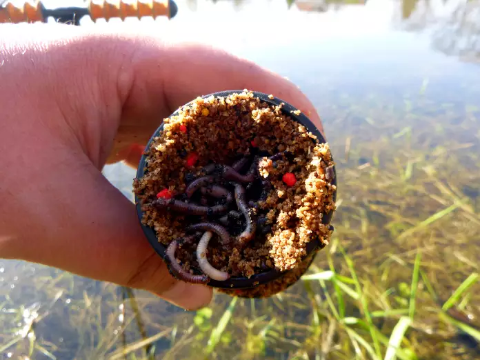 geschnittene Würmer im Futter für das Angeln auf Schleien im Frühjahr