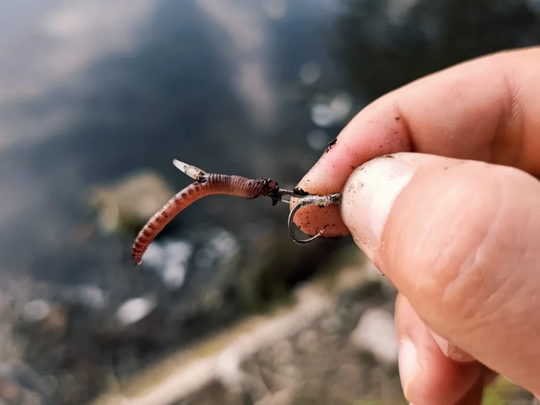 Wurm am Haar mit Quick Stop beim Method Feedern anködern