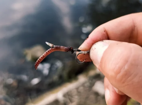 Wurm am Haar mit Quick Stop beim Method Feedern anködern