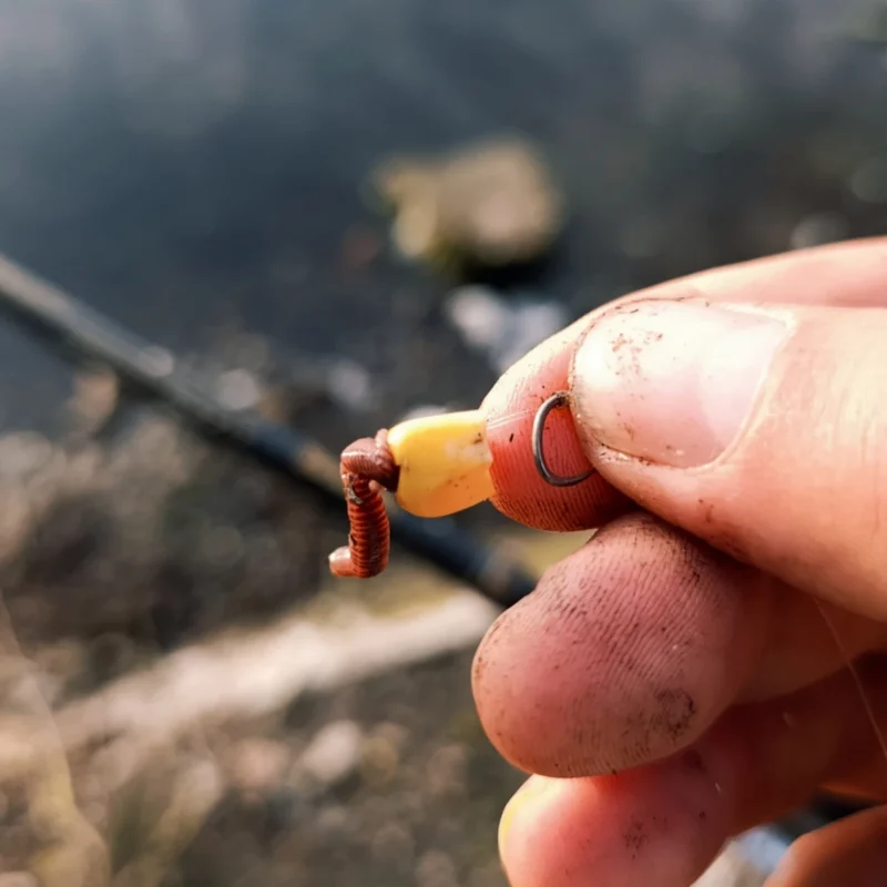 Wurm am Haar mit Dosenmais kombiniert zum Method Feedern