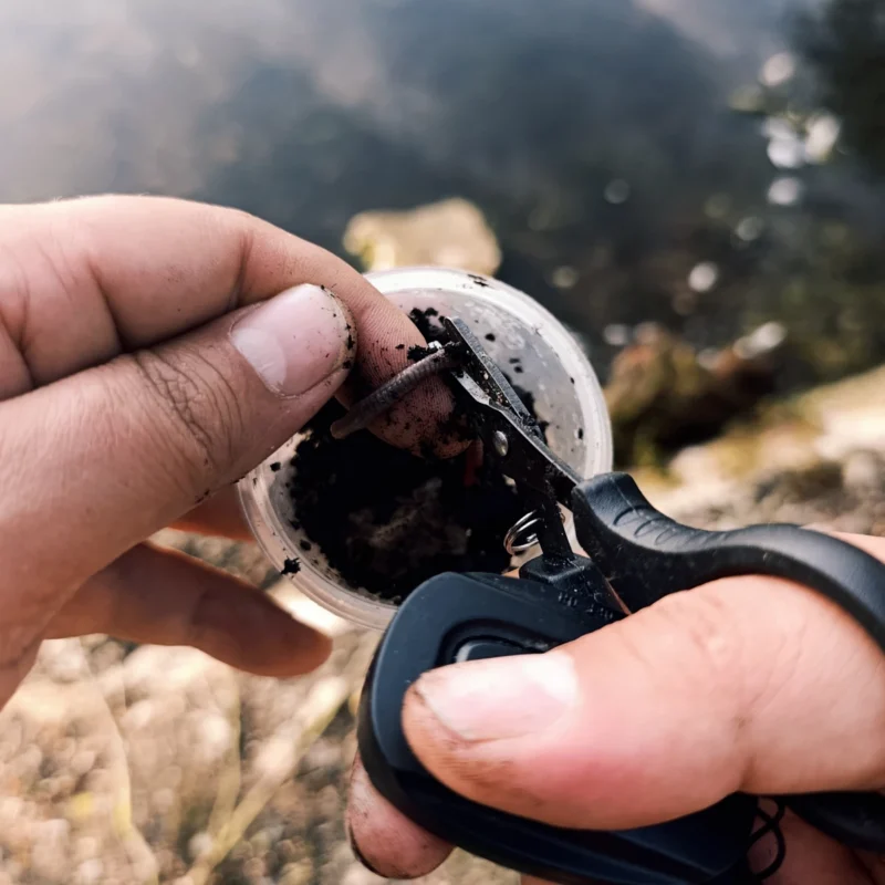 Wurm mit Schere über einer kleinen Wurmdose zerschneiden
