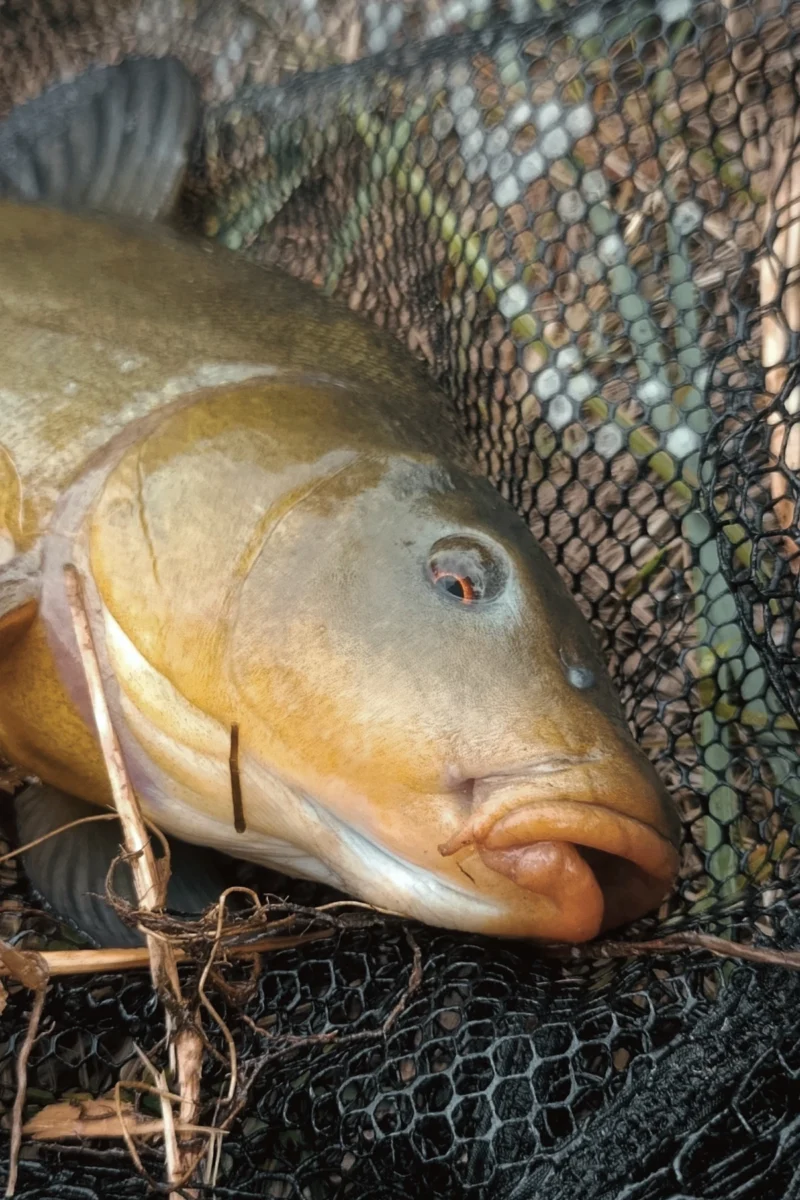 gefangene Schleie mit Wurm am Haar beim Method Feedern
