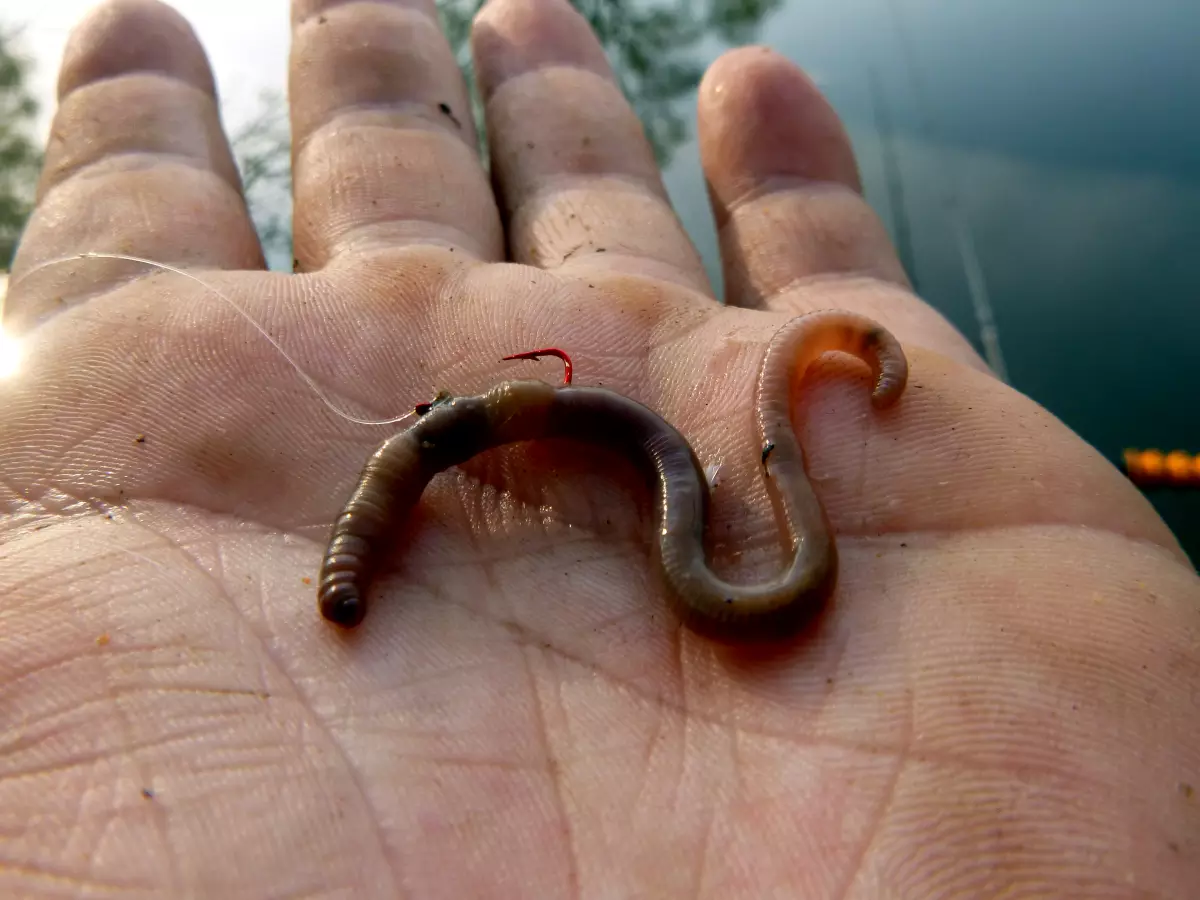 Wurm am Haken für Schleie