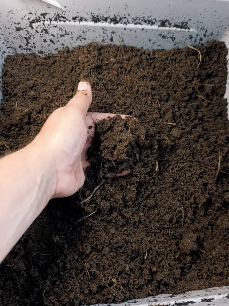 neue Schicht Wurmerde in der Wurmfarm nach dem Austauschen