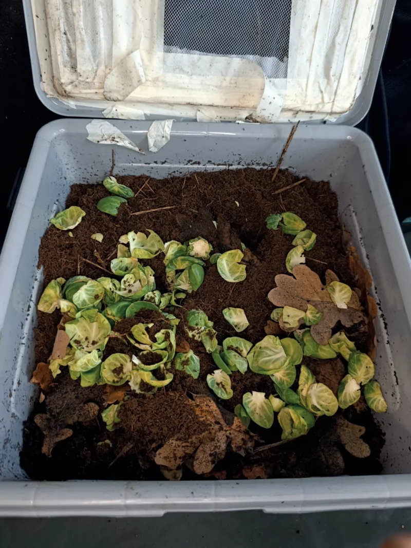 Wurmfarm mit Erde und Futter