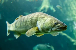 Zander (Sander lucioperca): Fischkunde und Steckbrief