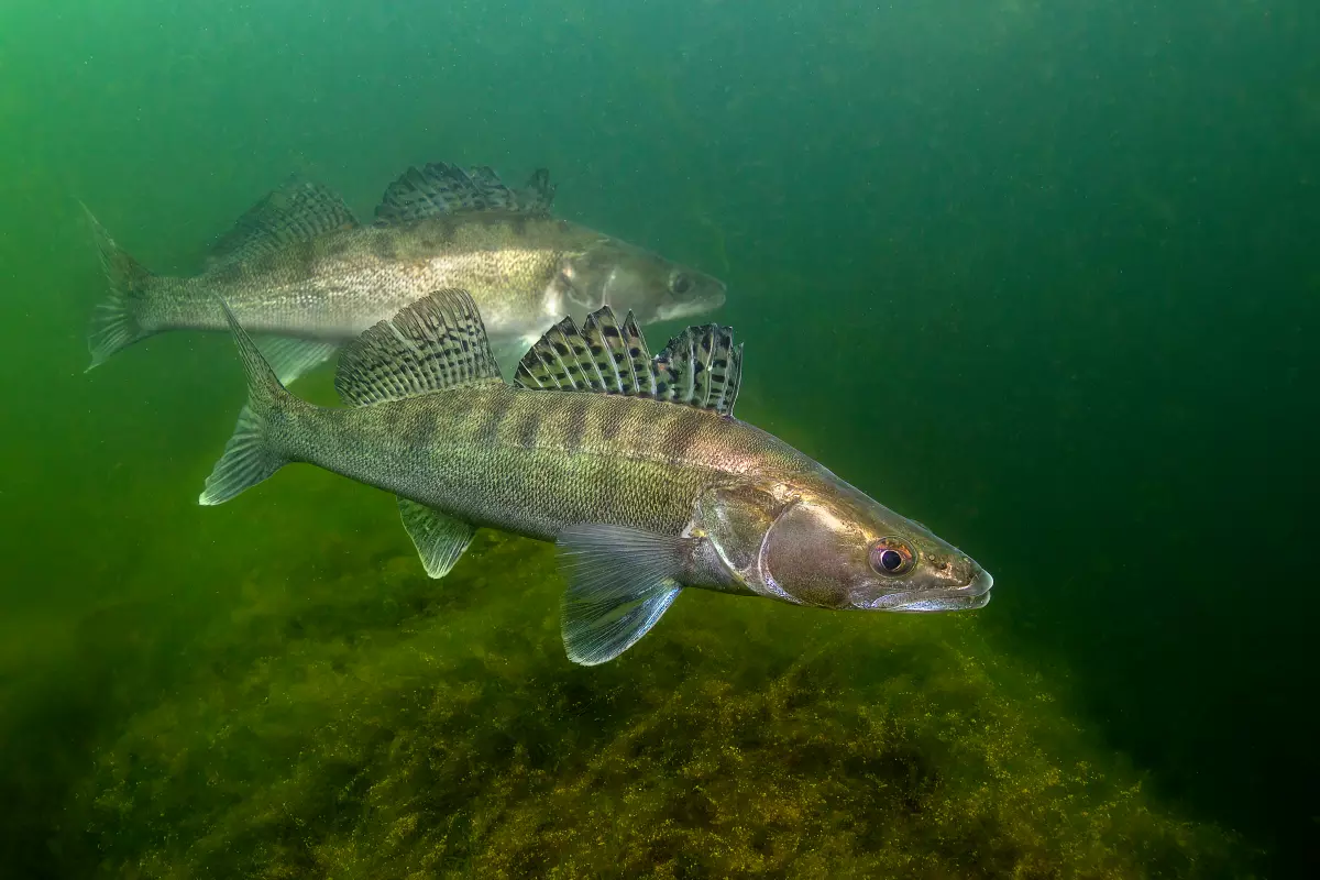 Zwei Zander im See