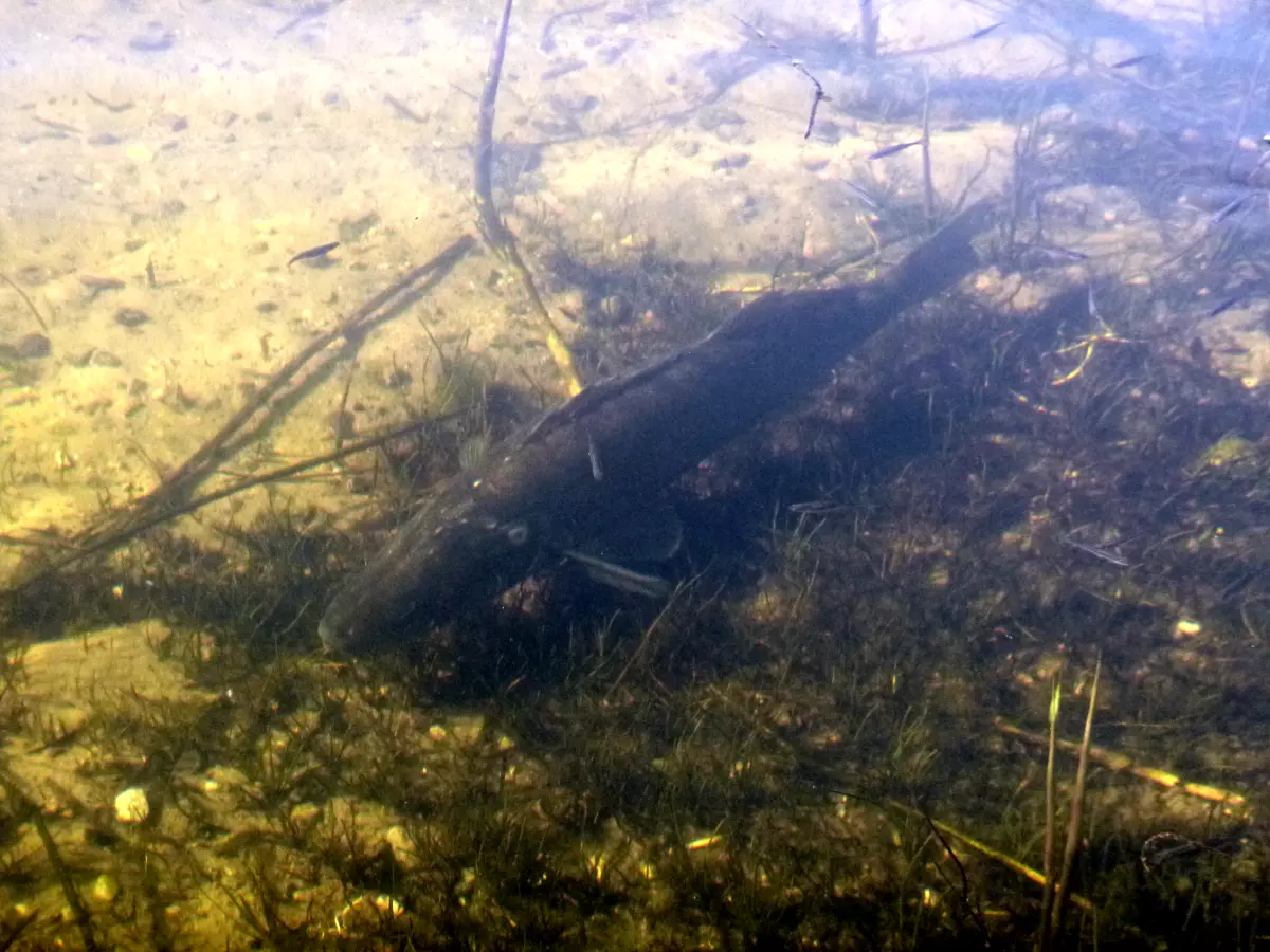 Zandernest im Flachwasser direkt am Ufer