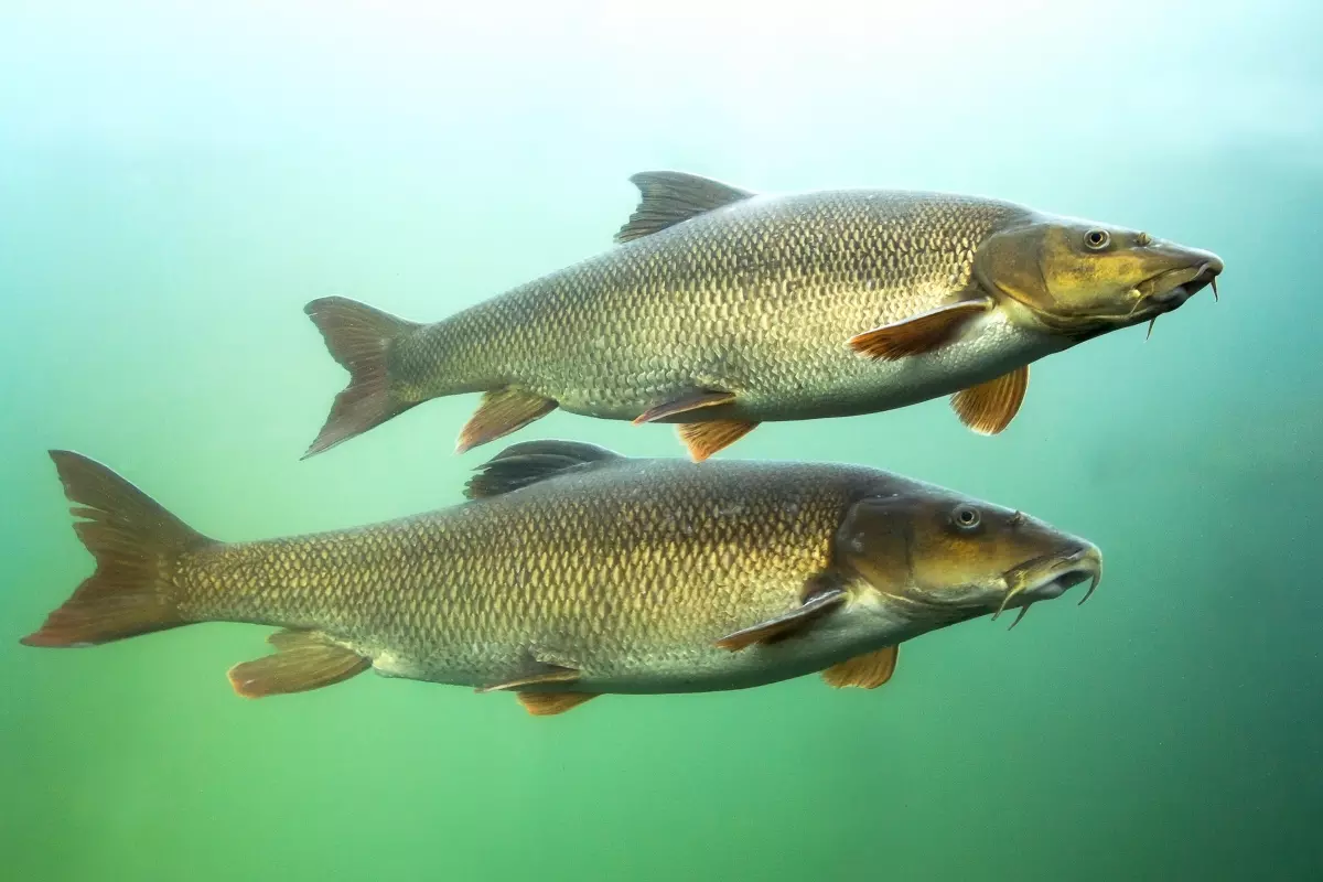 zwei ausgewachsene große Barben im Fluss